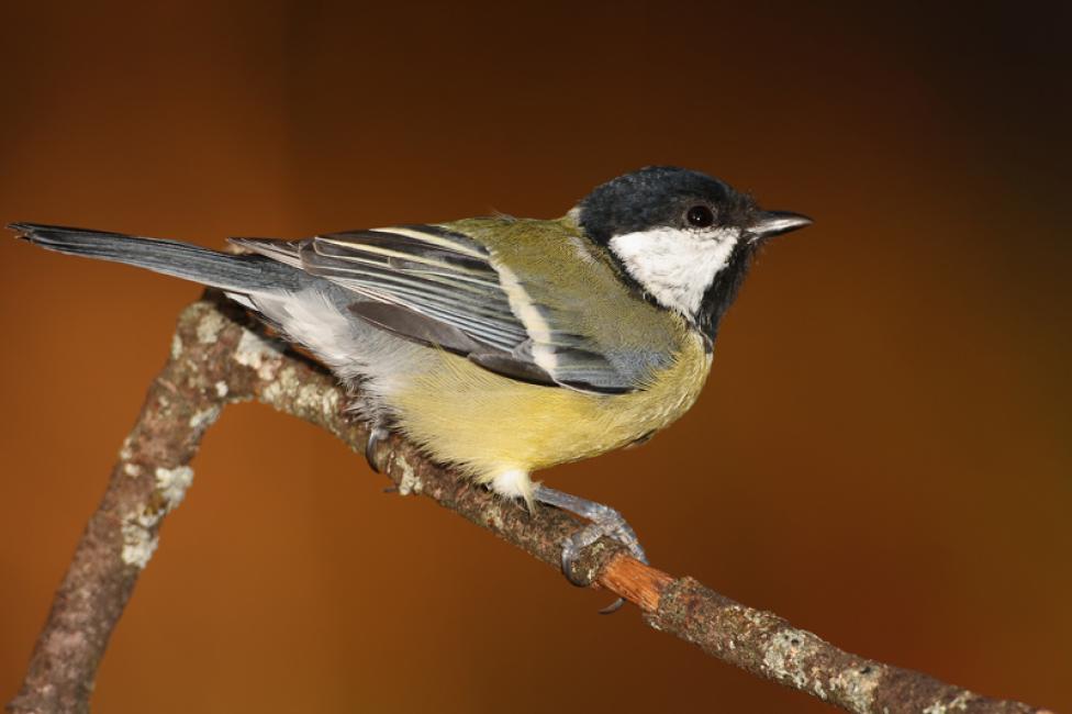 Imagen 36 de la galería de Carbonero común - Great tit (Parus major)